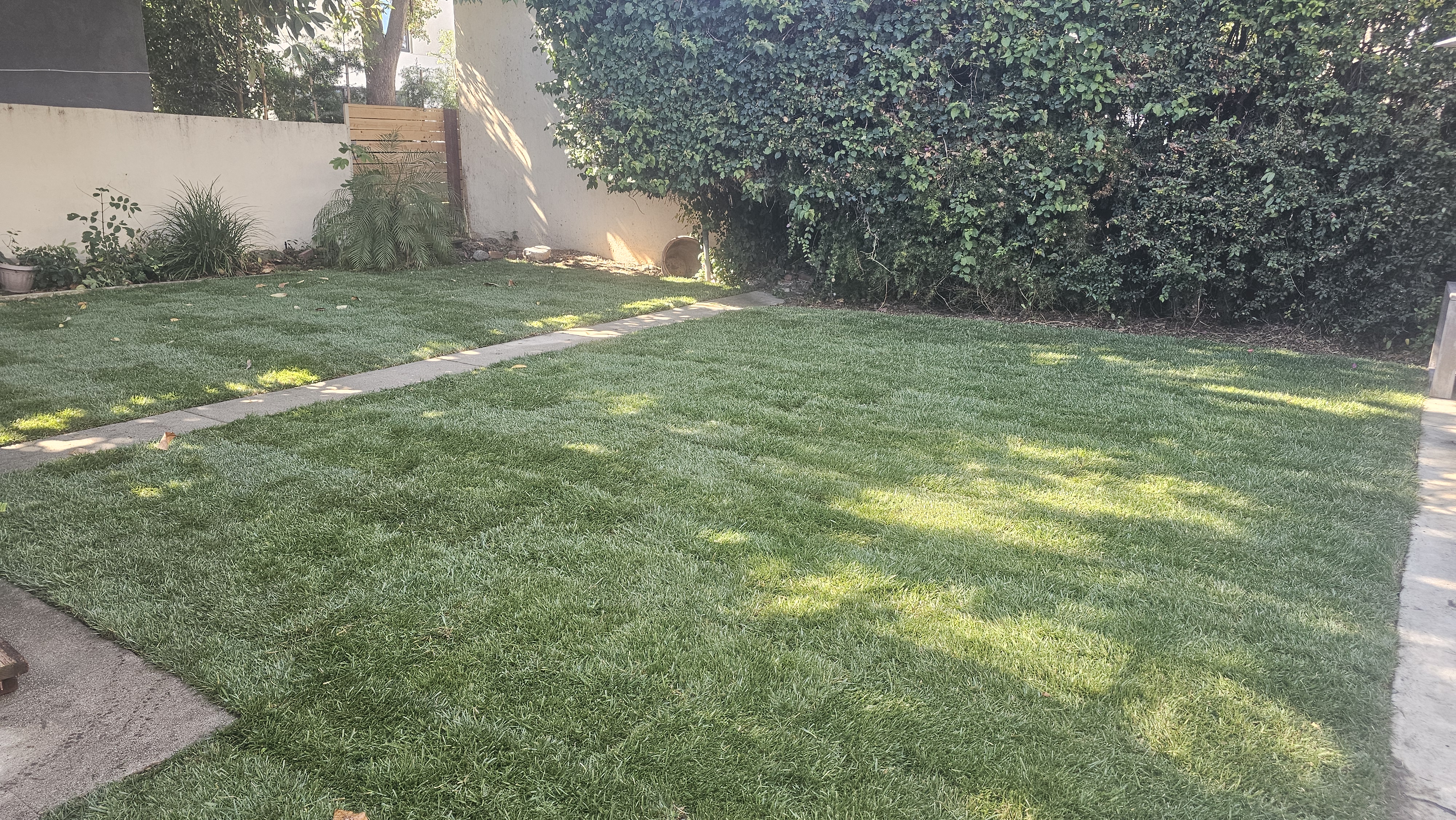 New grass - grass/grass06.jpg