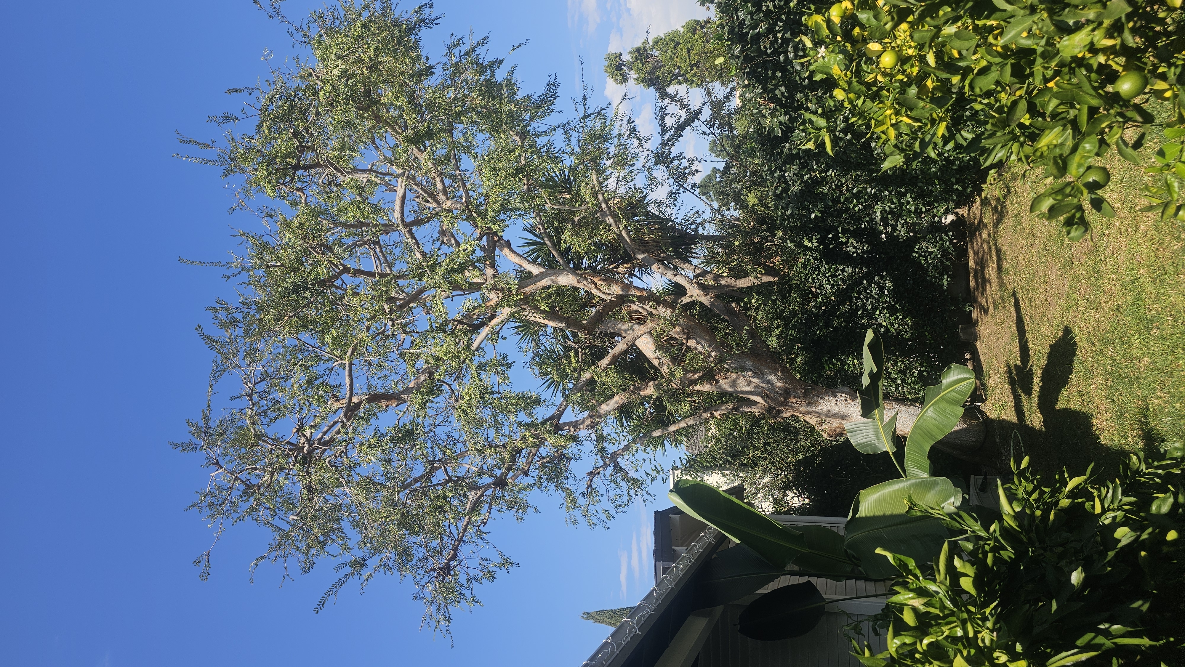 Tree Trimming - tree/tree02.jpg