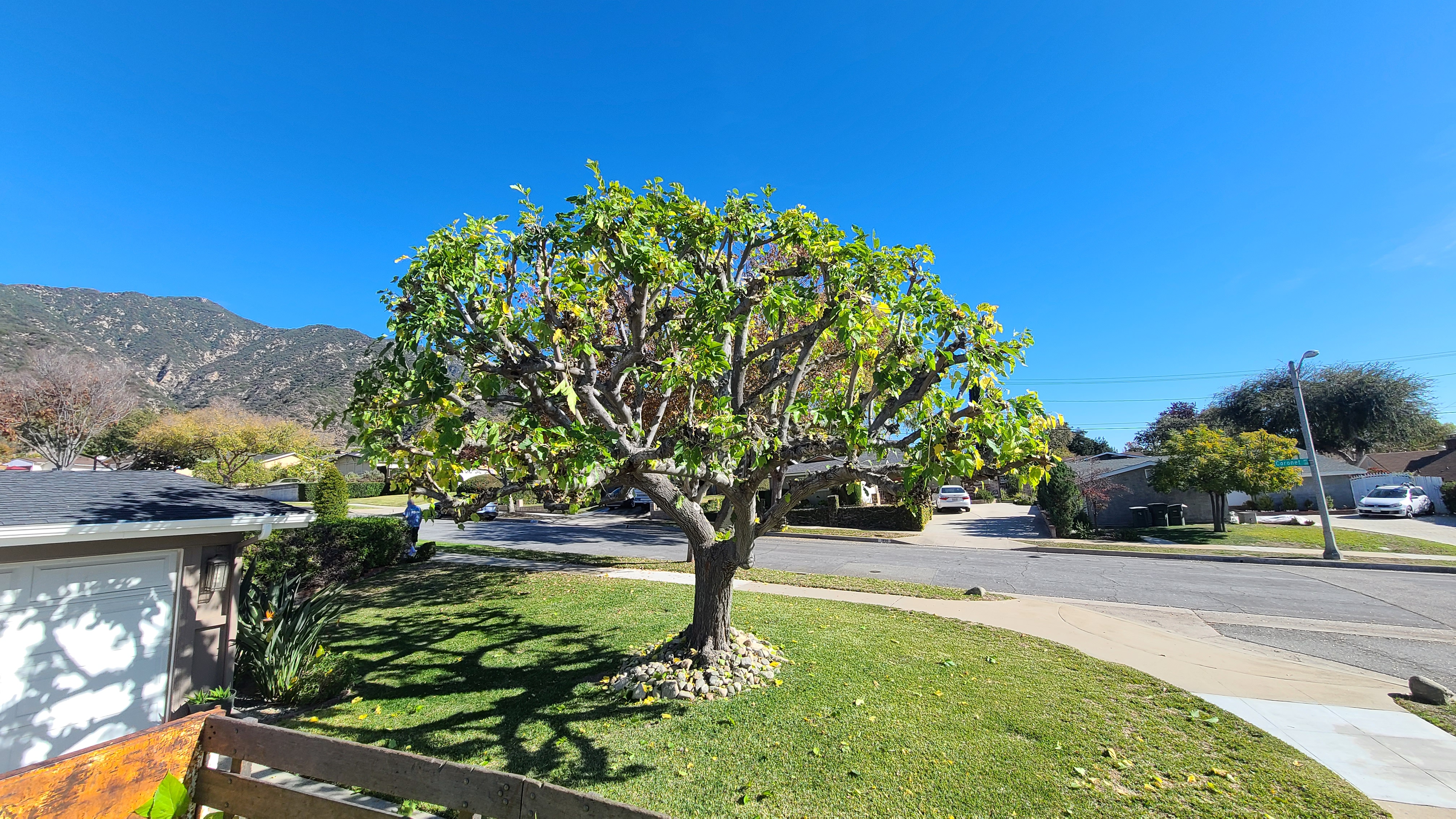 Tree Trimming - tree/tree04.jpg