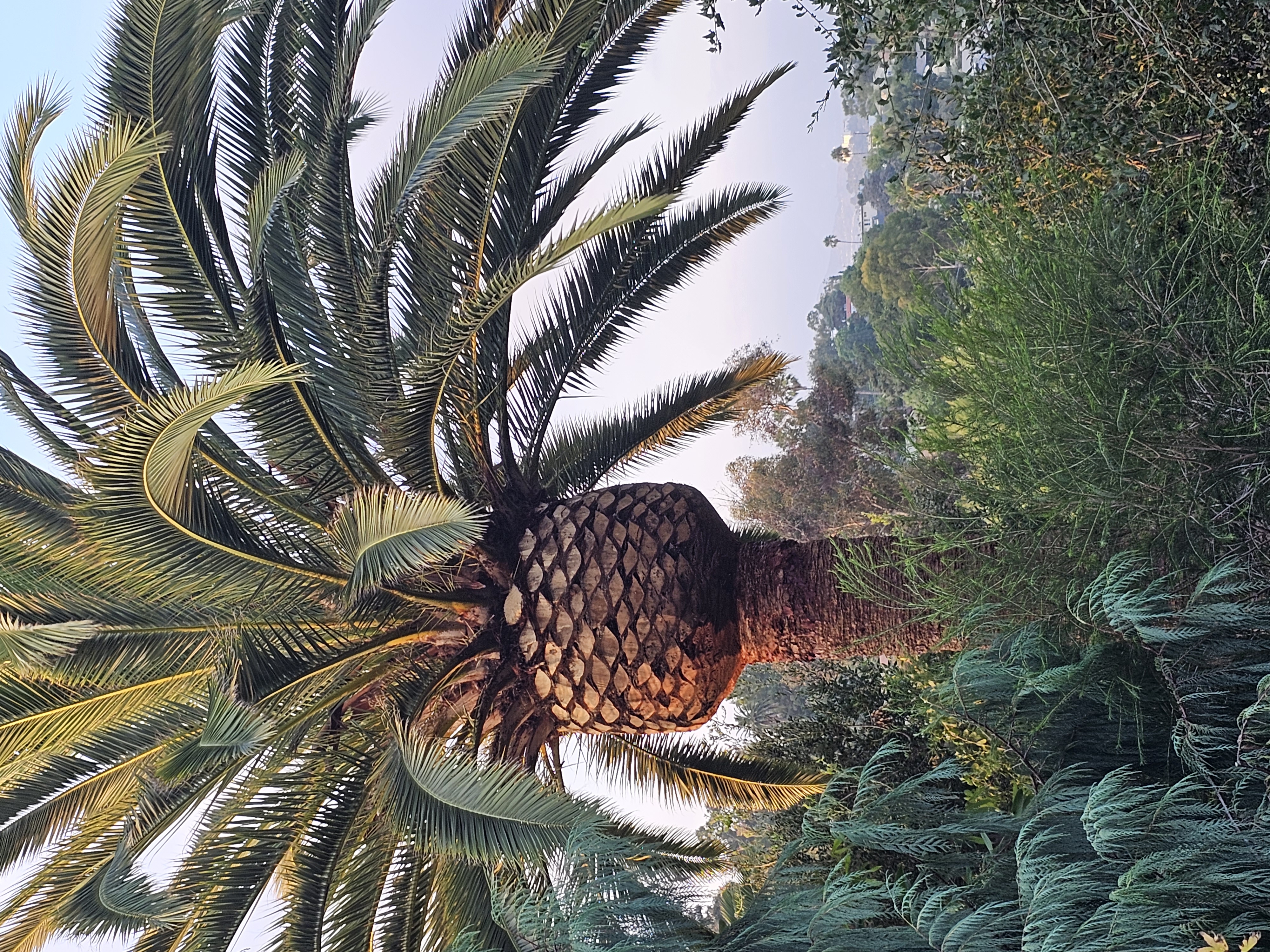 Tree Trimming - tree/tree07.jpg