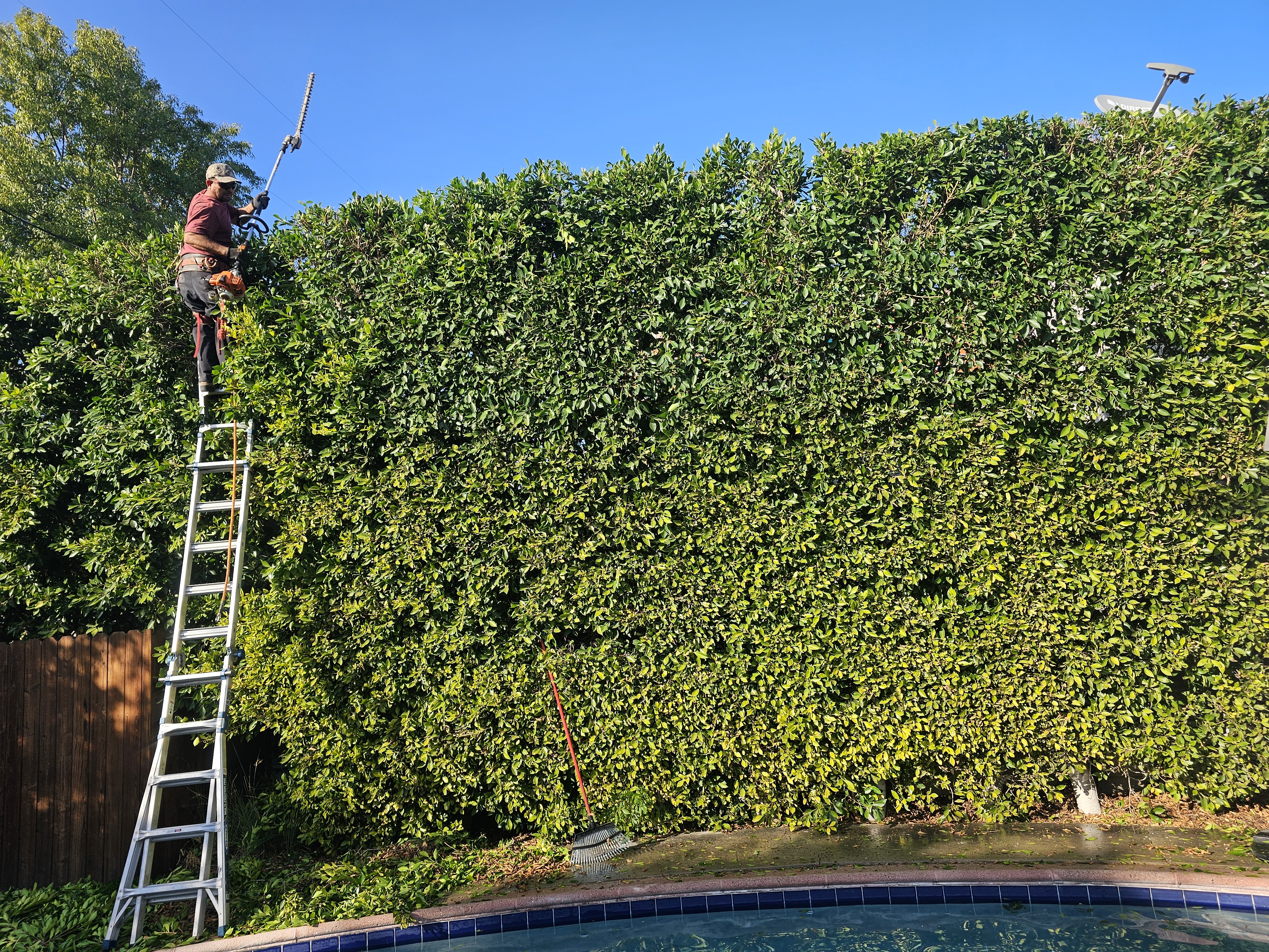 Tree Trimming - tree/tree09.jpg