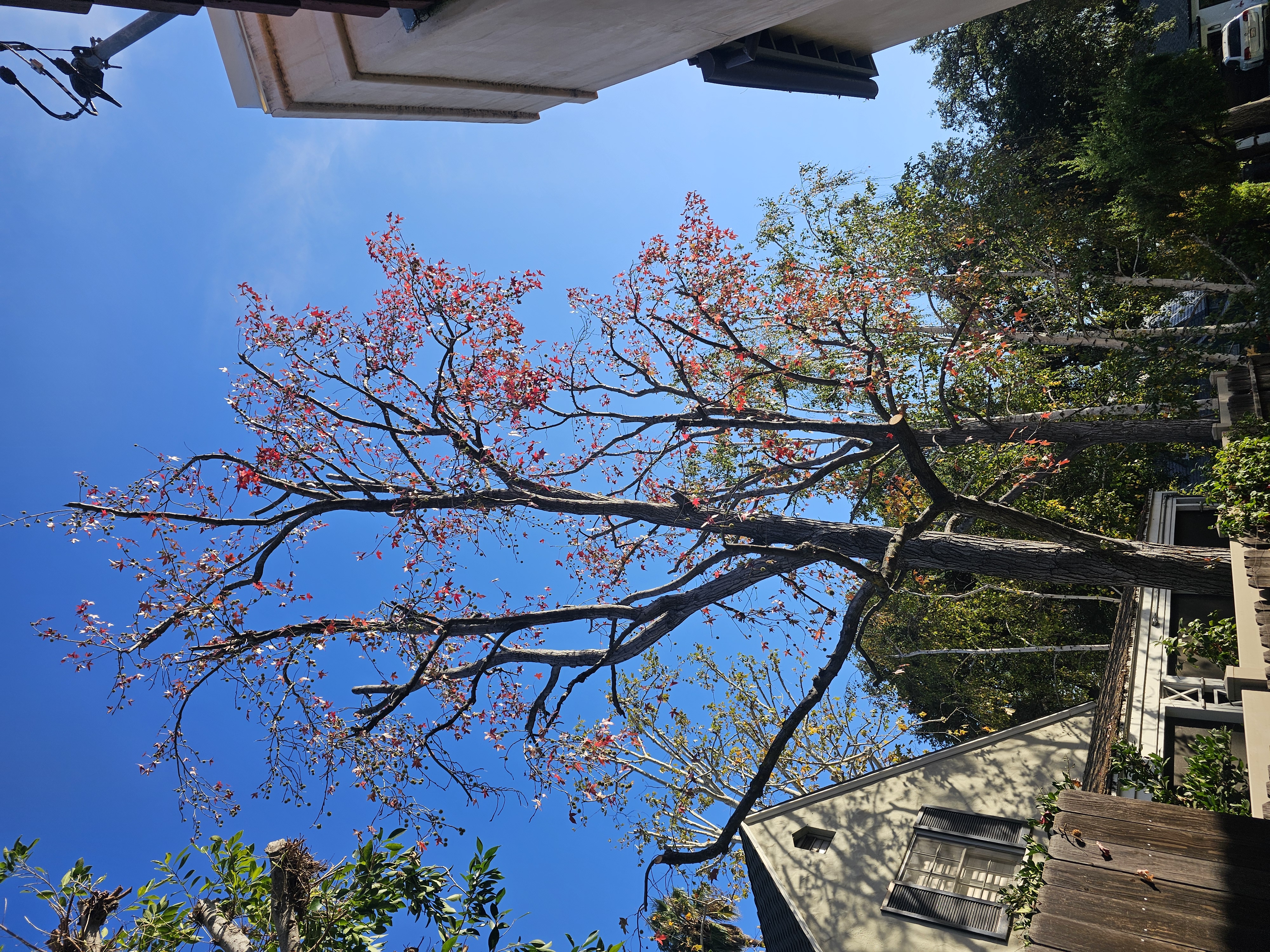 Tree Trimming - tree/tree10.jpg